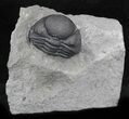 Curled Eldredgeops Trilobite With Nice Eyes - New York #35146-1